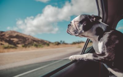 Road Tripping with Your Pet